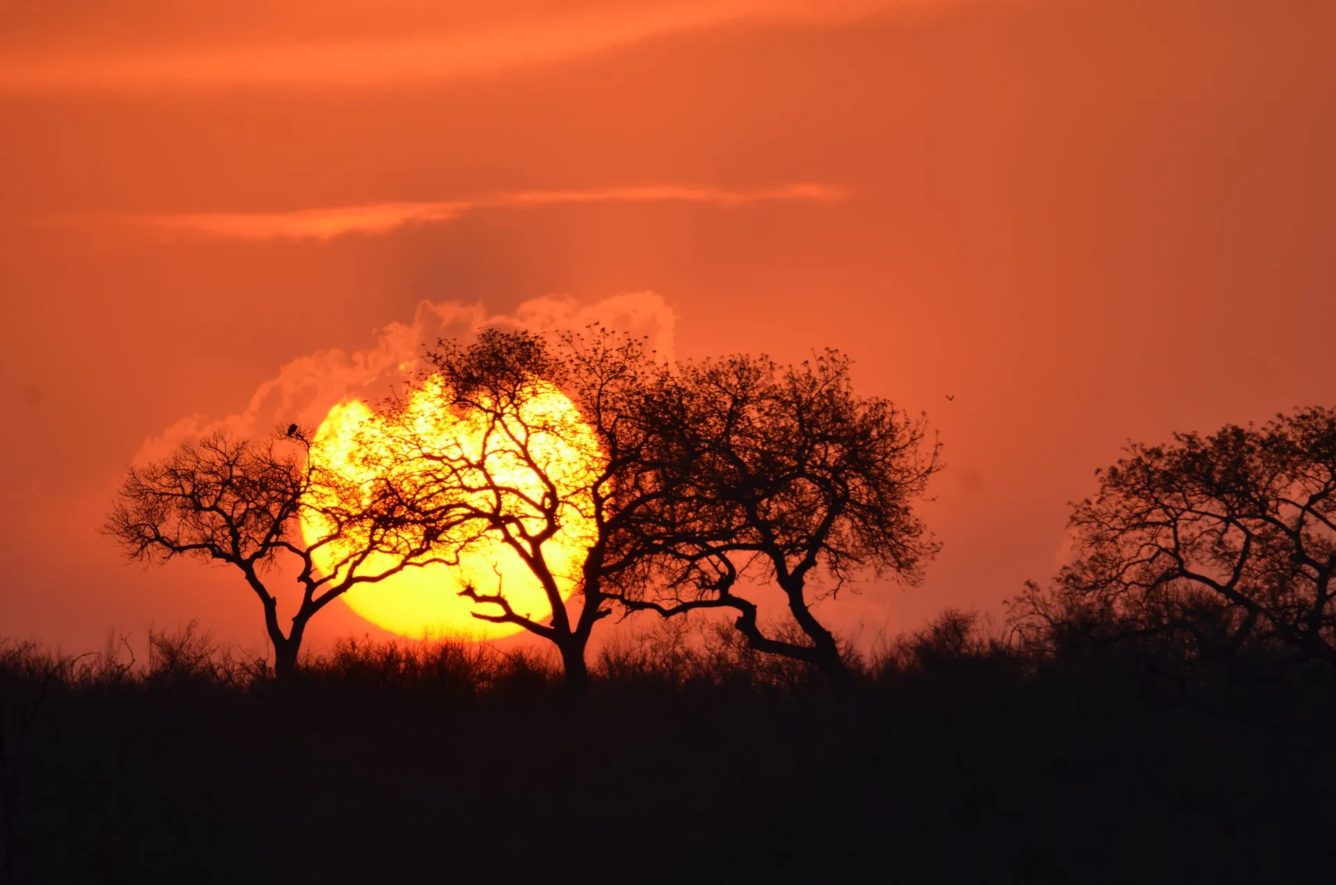 Imagen de referencia: sol enorme ocultándose tras árboles de sabana